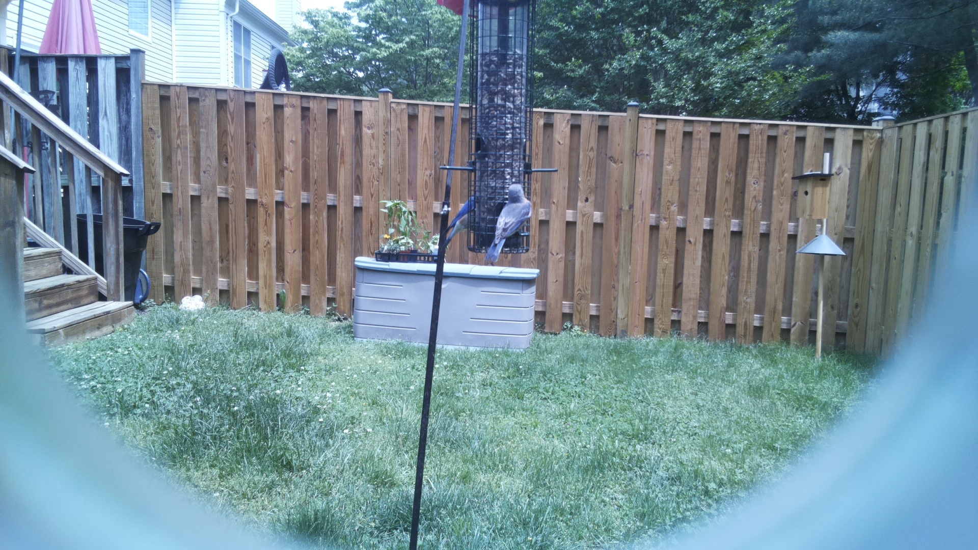 Unknown Bird
