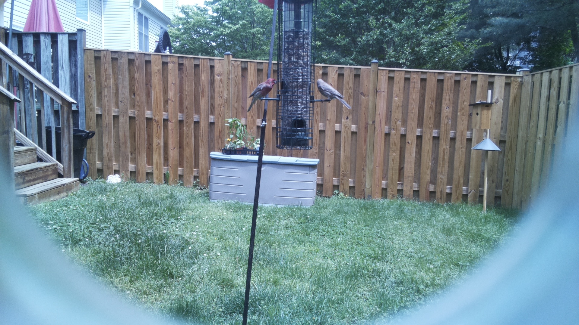 Unknown Bird