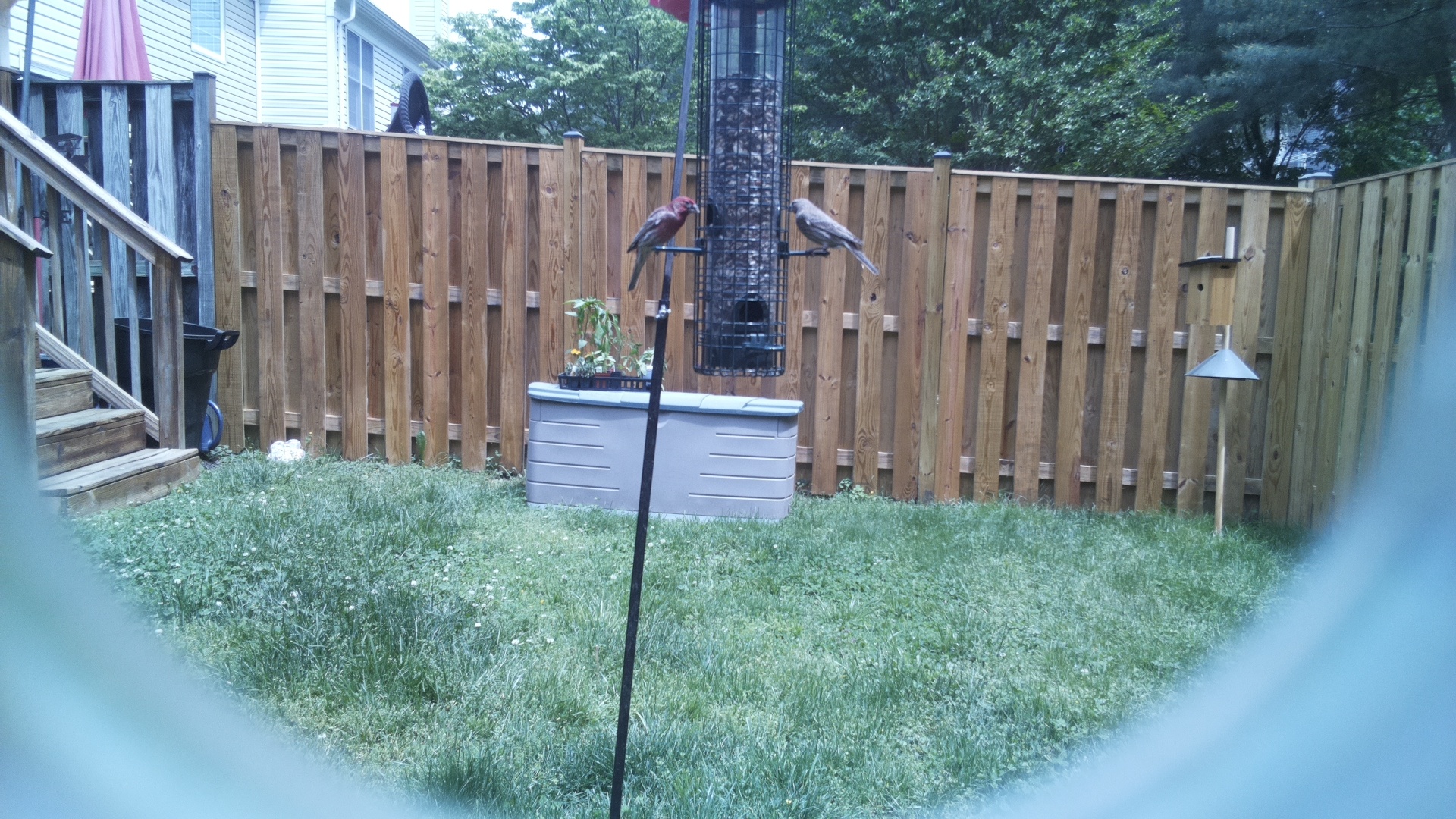 Unknown Bird