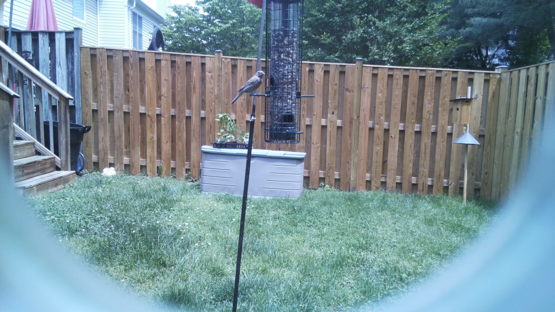 Unknown Bird