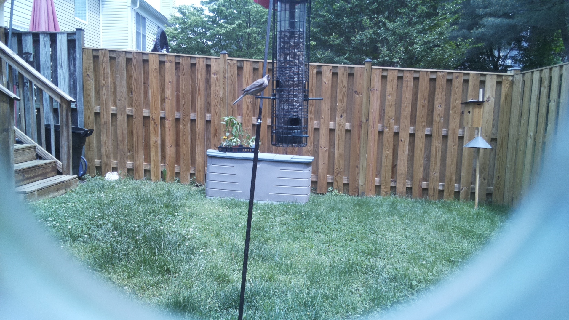 Unknown Bird