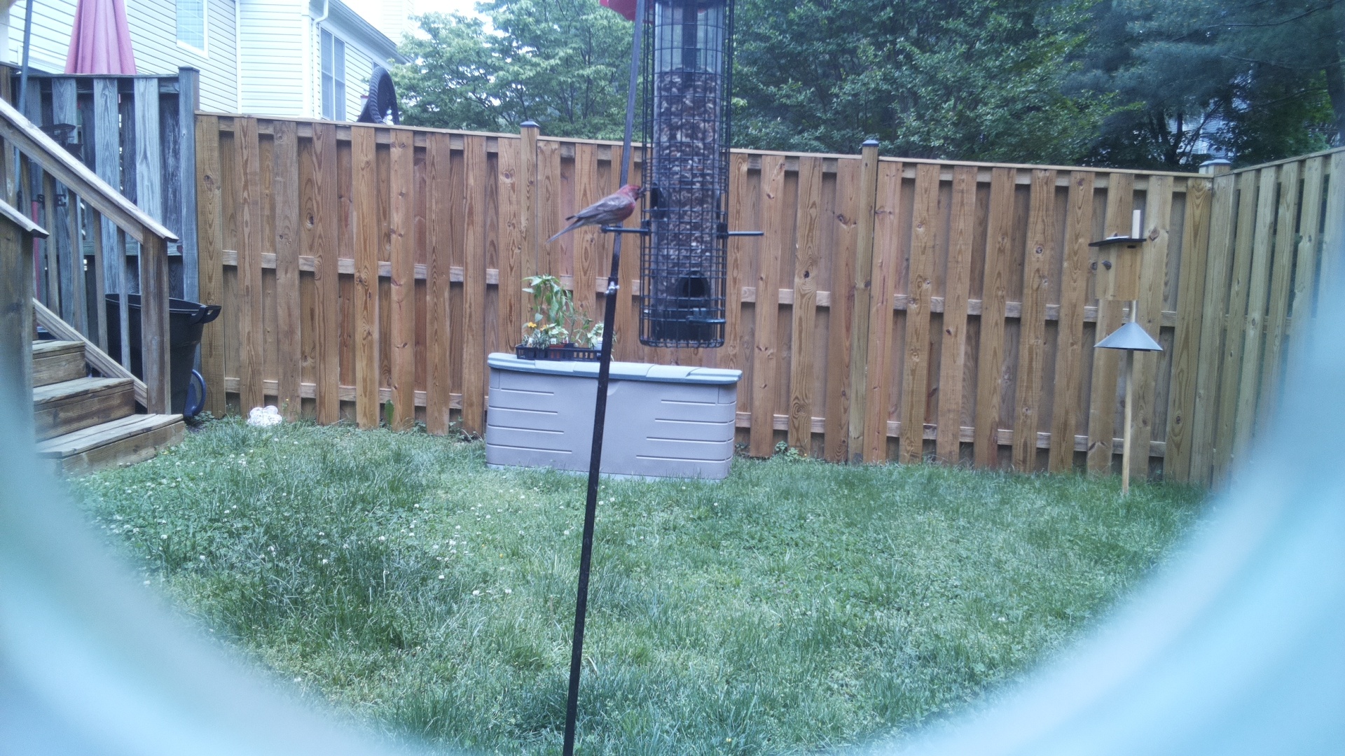 Unknown Bird