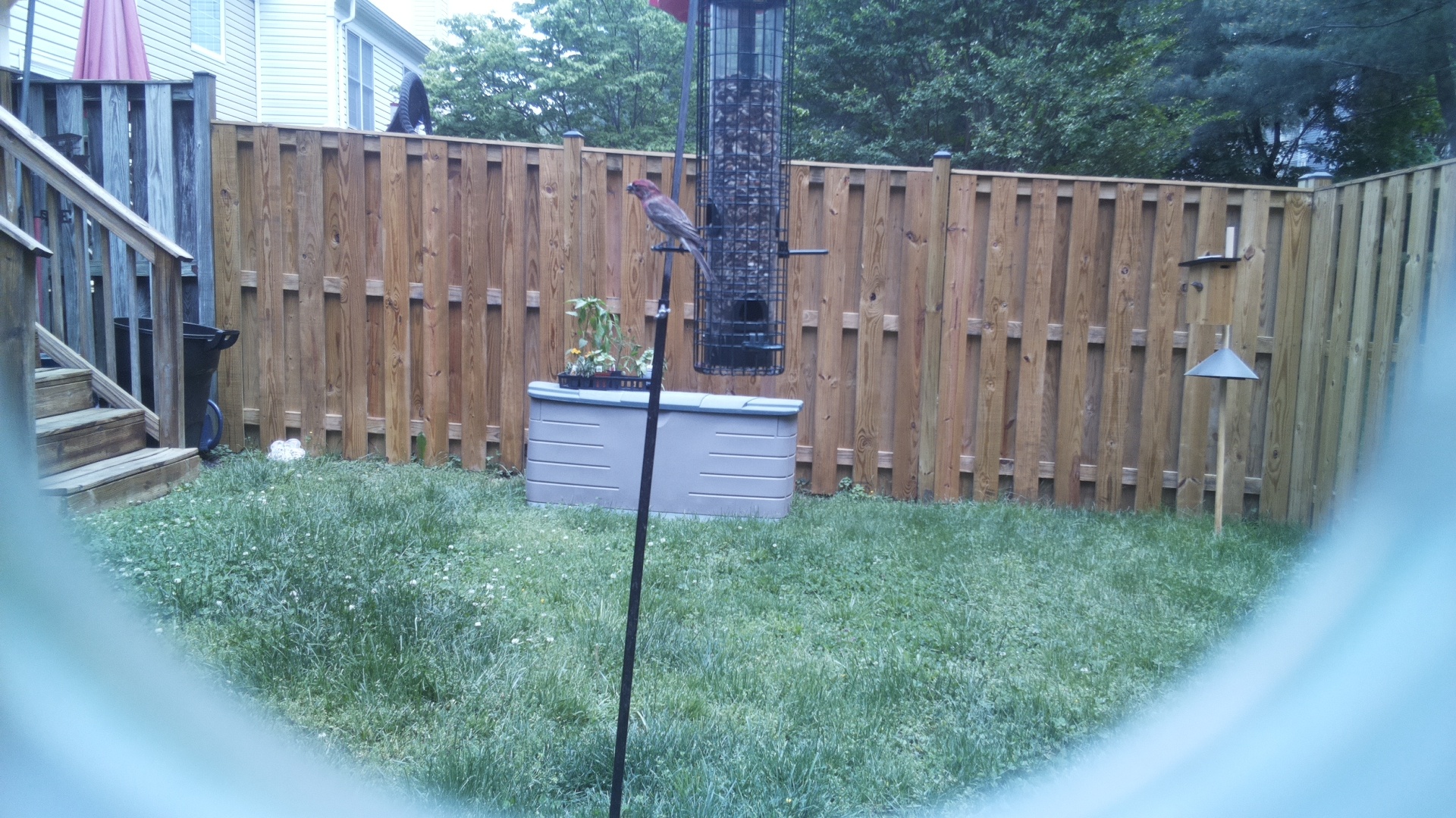 Unknown Bird