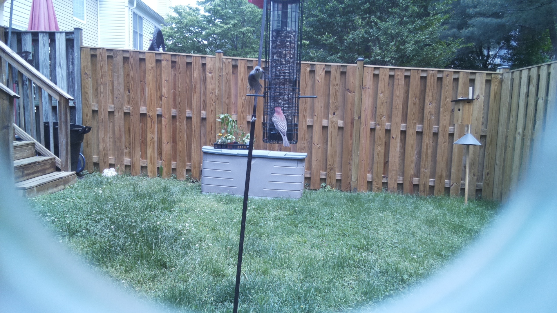 Unknown Bird