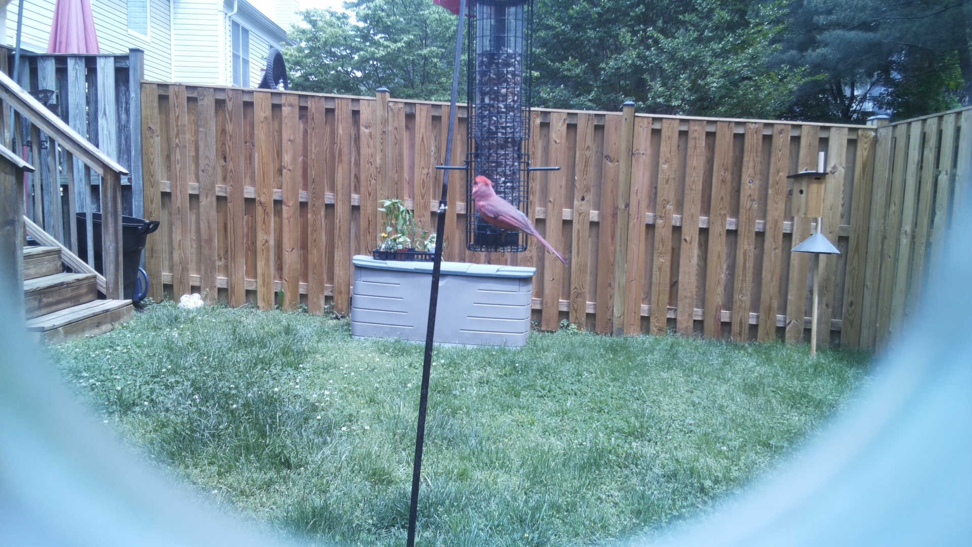 Unknown Bird