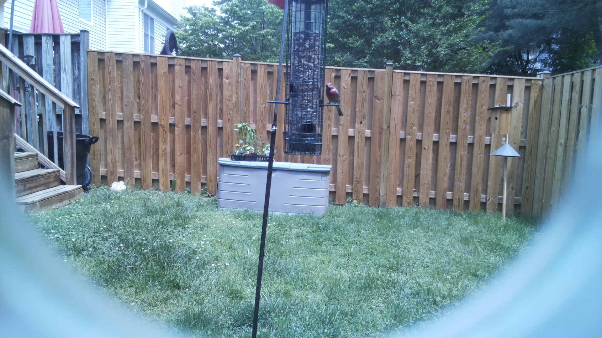 Unknown Bird