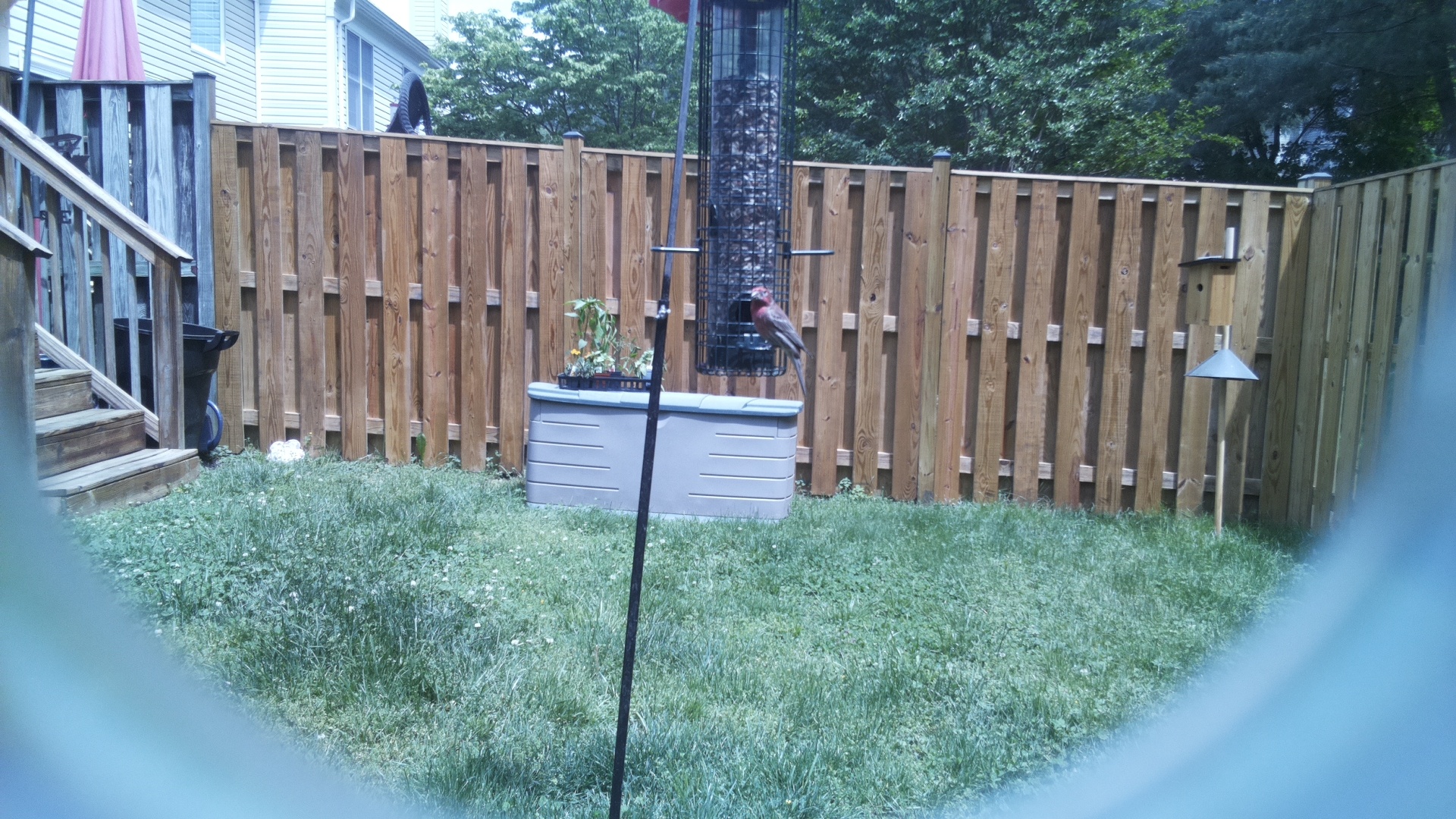 Unknown Bird
