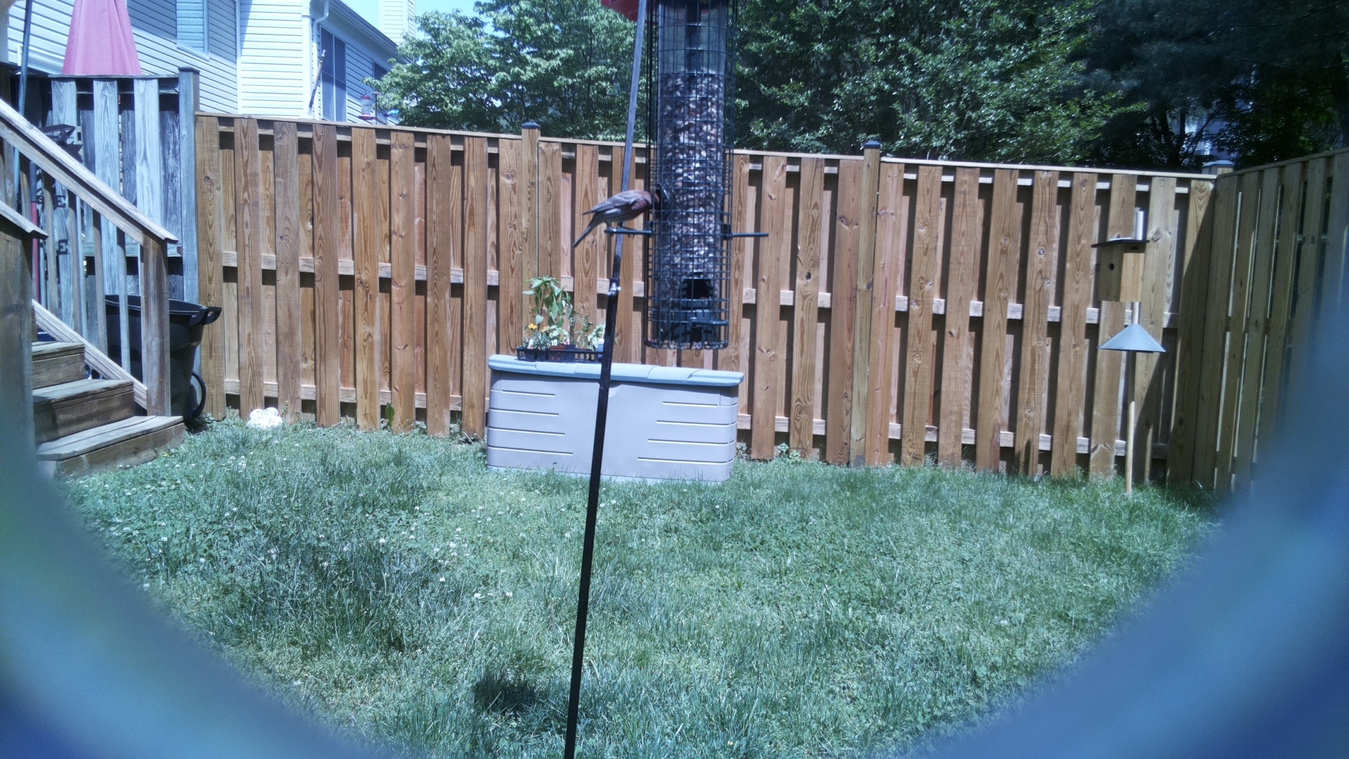 Unknown Bird