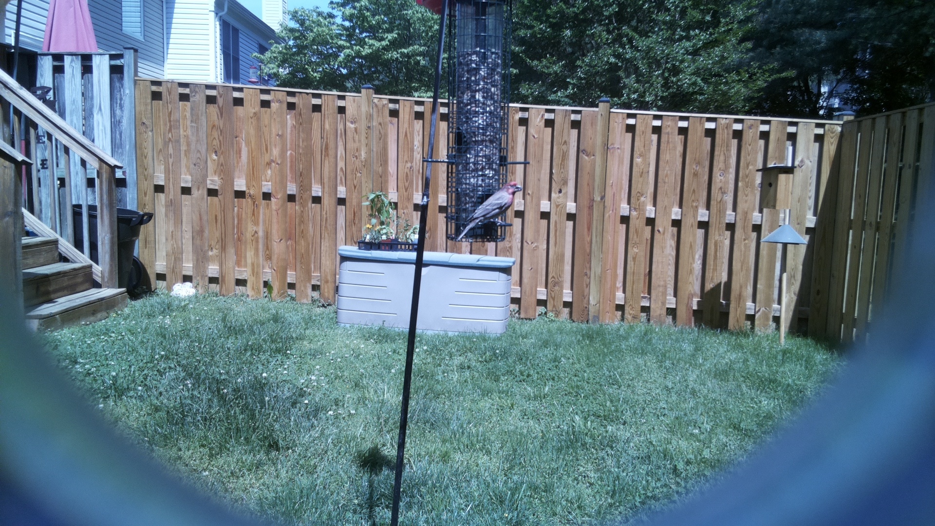 Unknown Bird