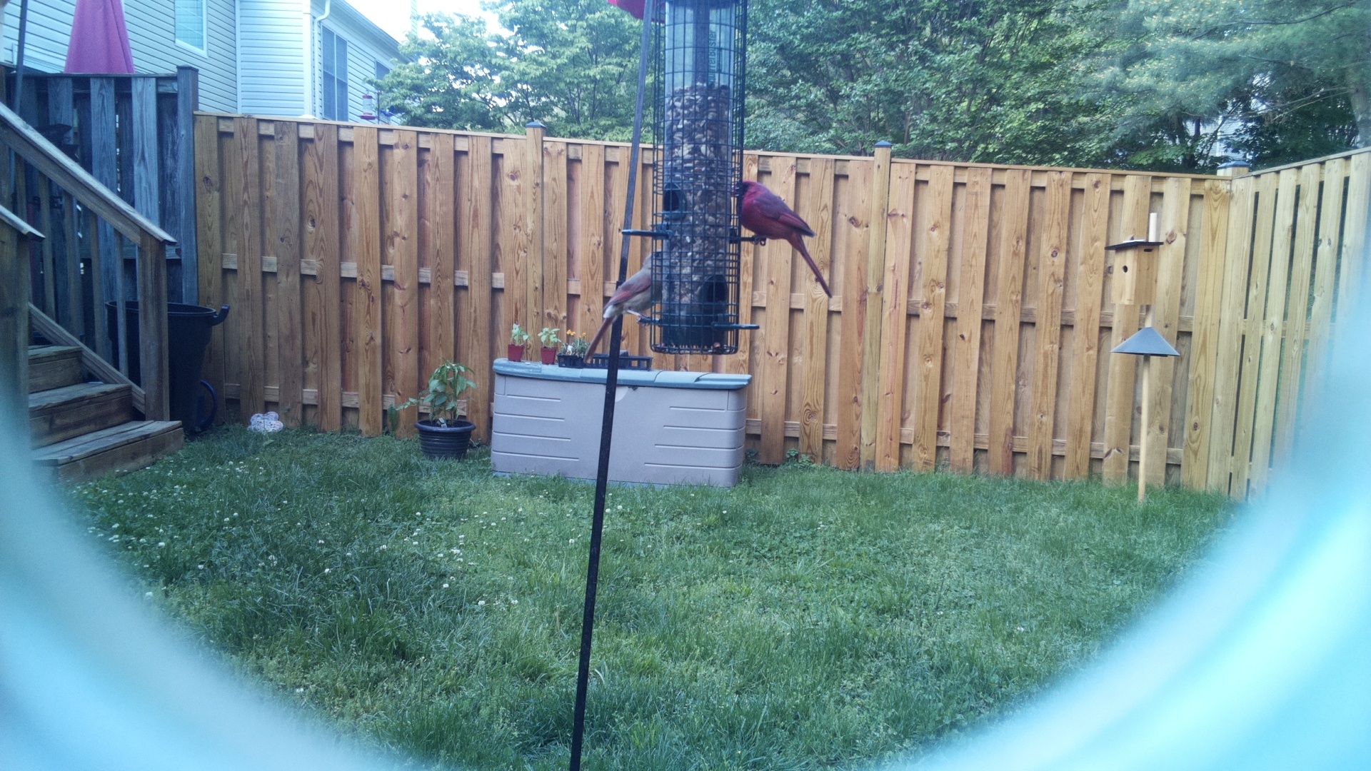 Roseate Spoonbill