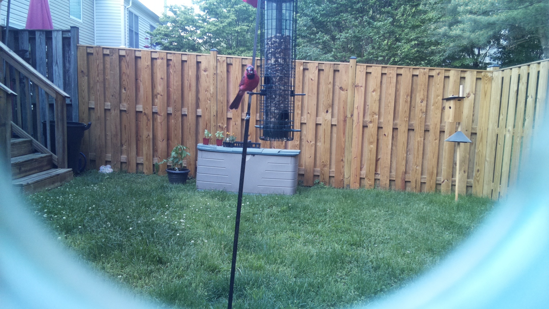 Common Grackle