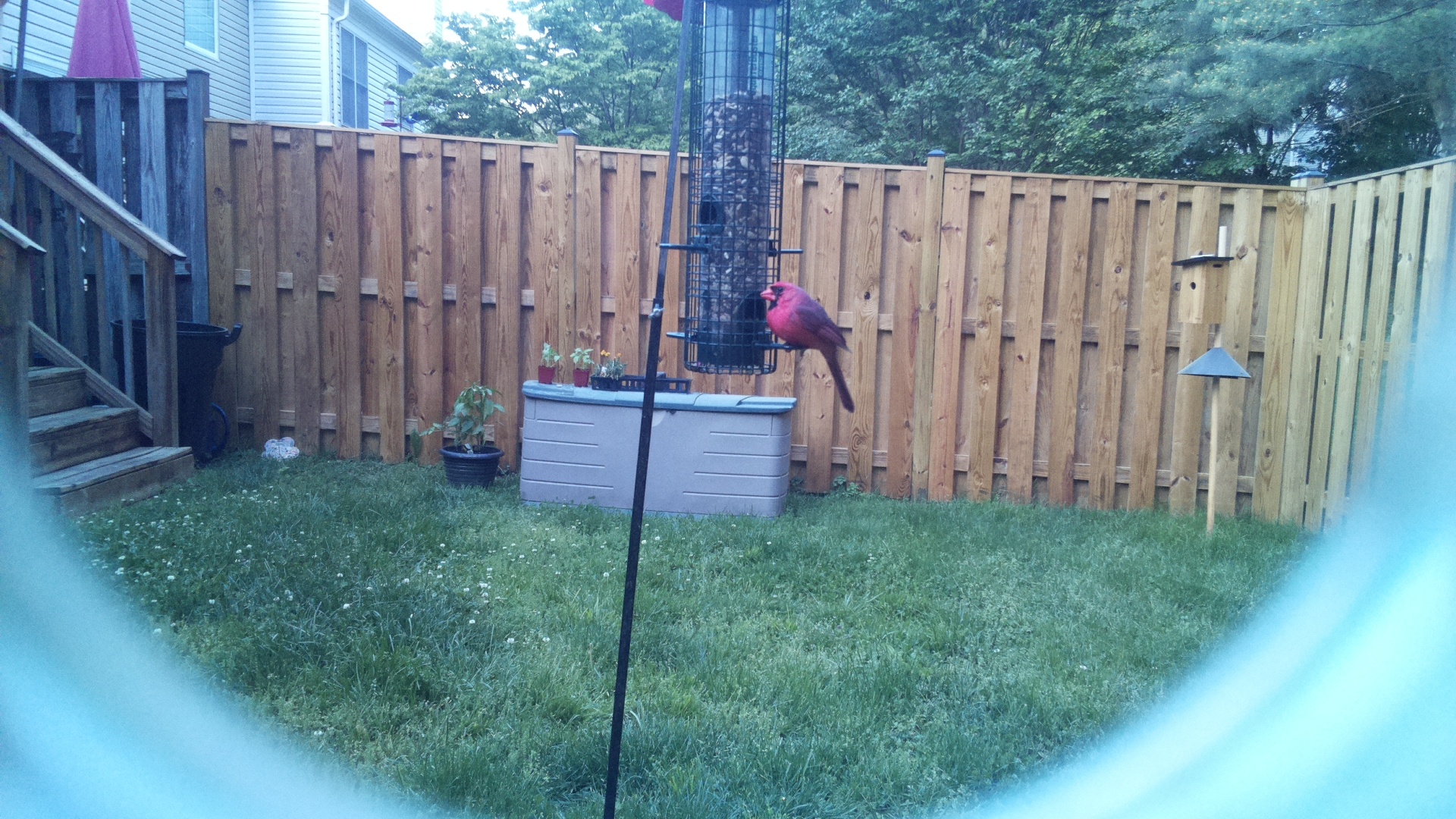 Northern Cardinal