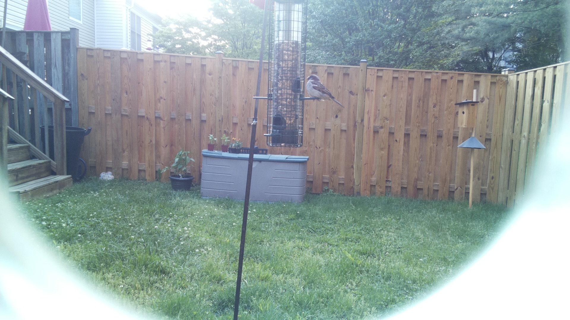 Loggerhead Shrike