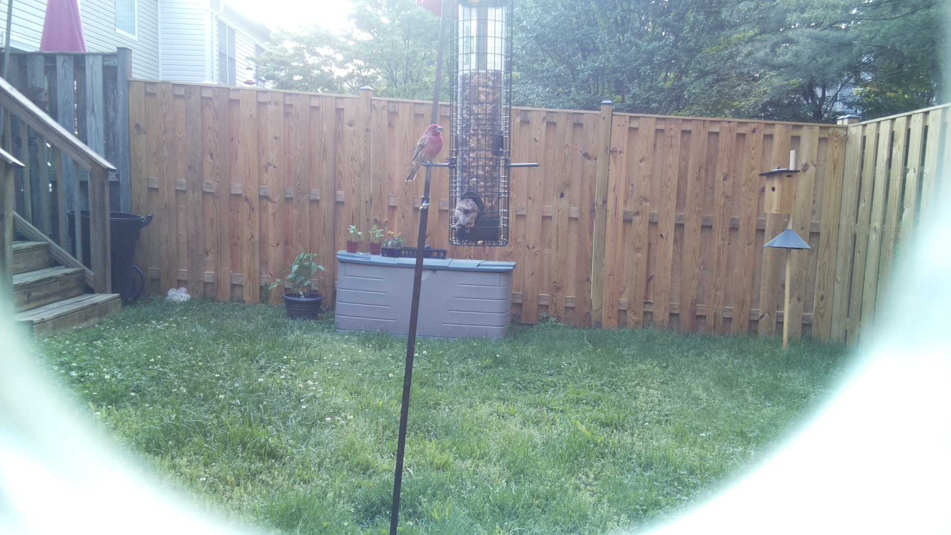 Purple Finch