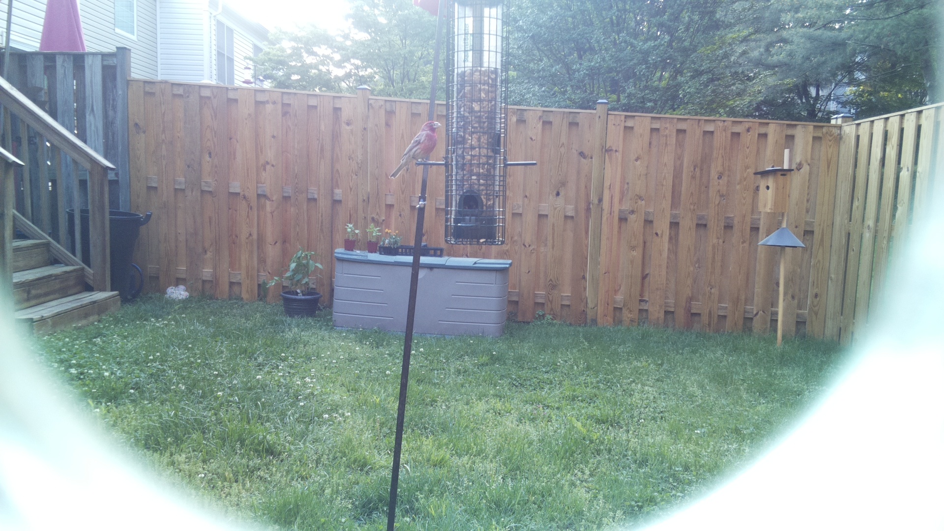 Purple Finch