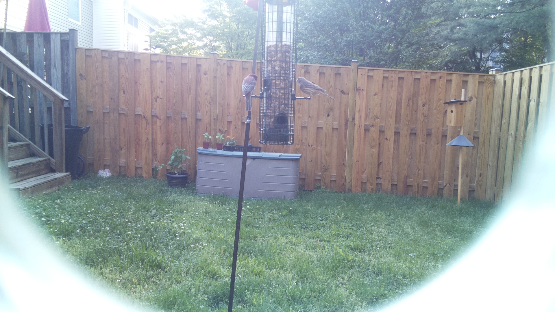 House Finch