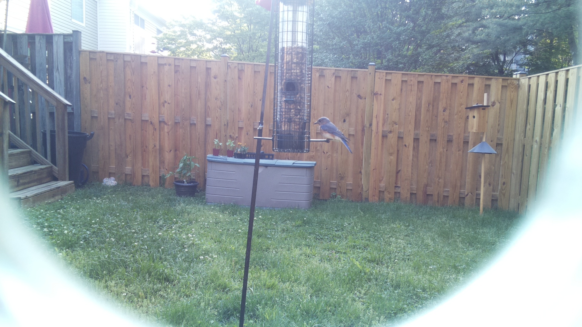 Eastern Bluebird