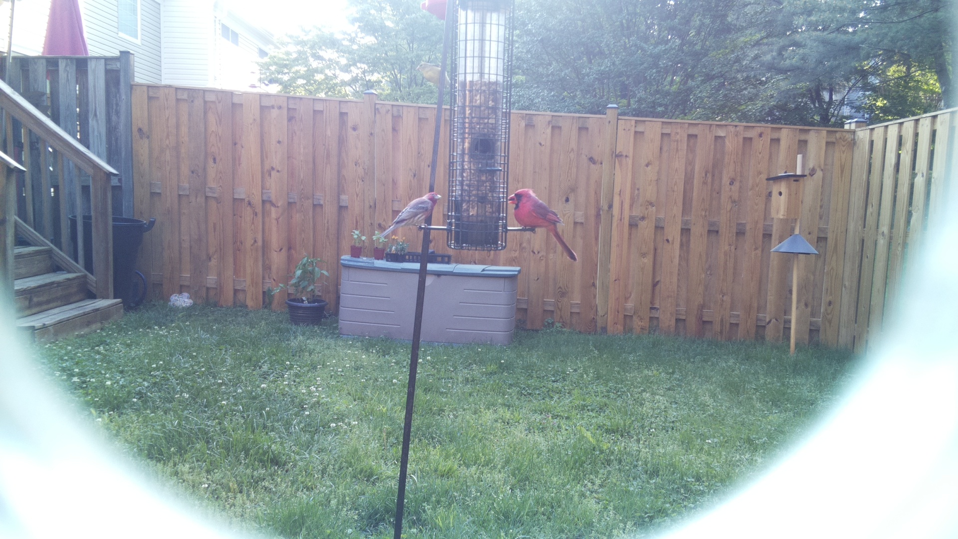 House Finch