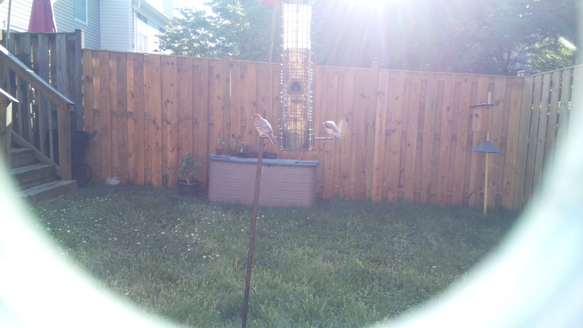 Jacobin Pigeon
