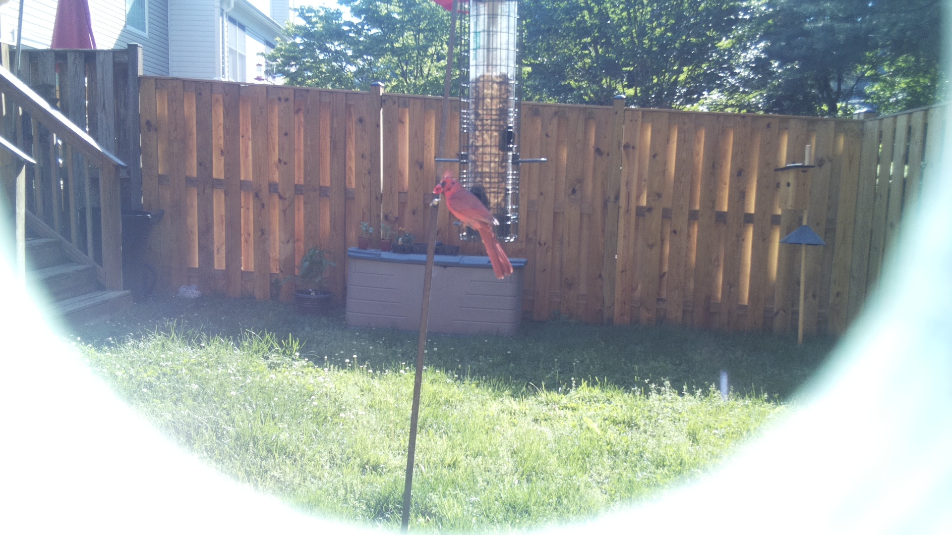 Chattering Lory