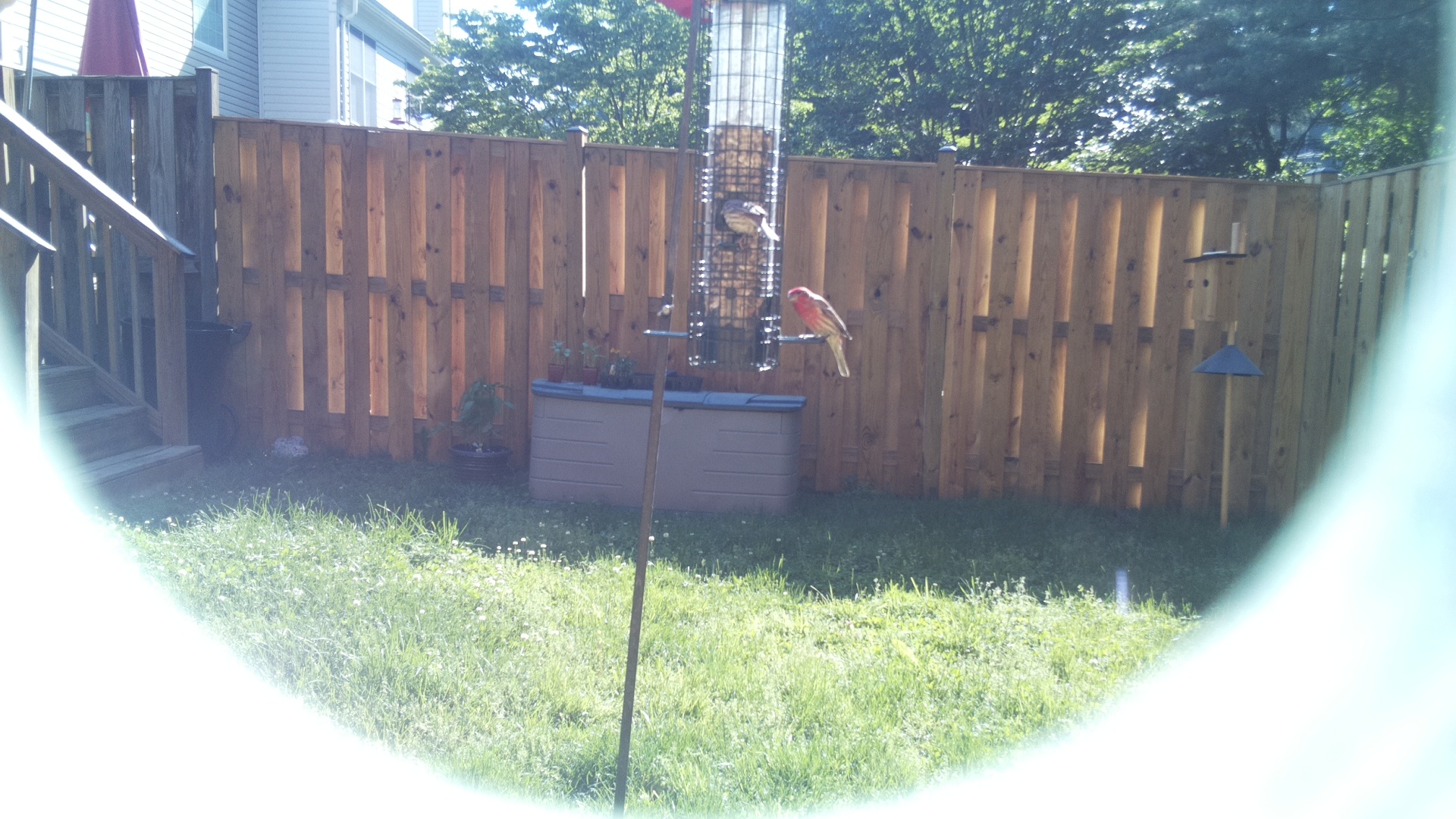 House Finch