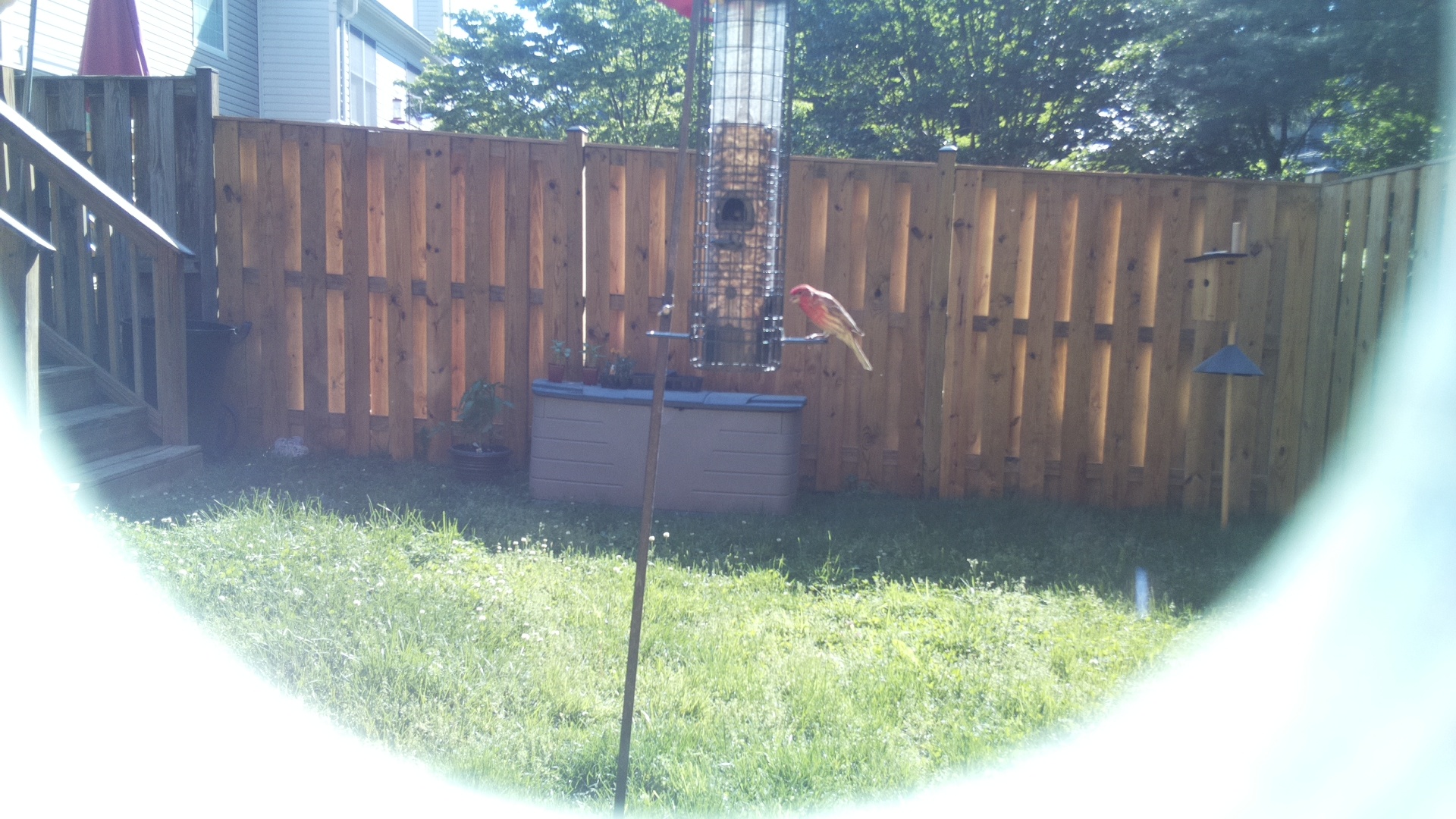 House Finch