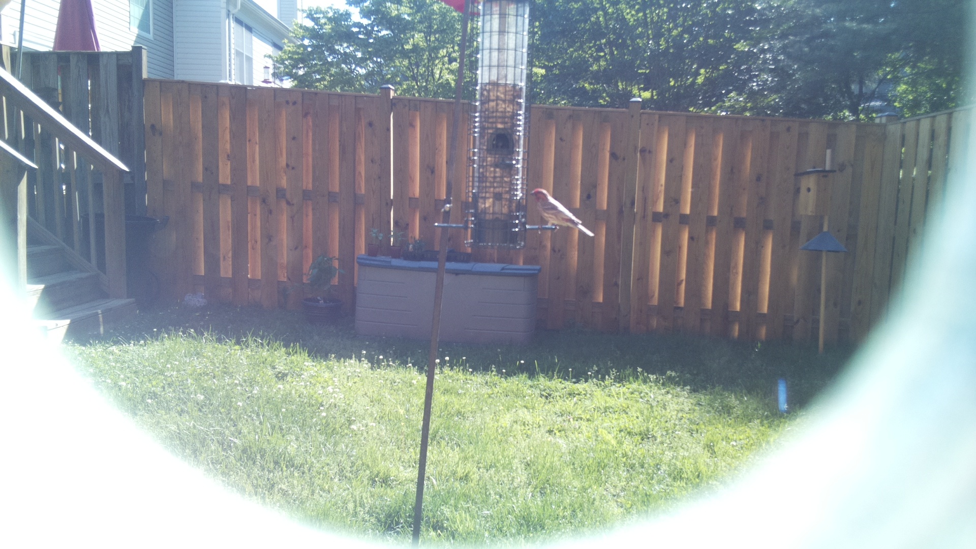 Purple Finch