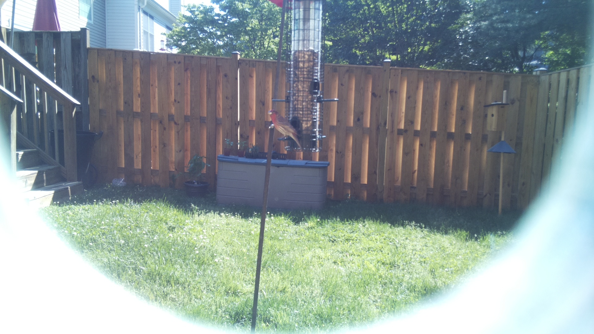 House Finch