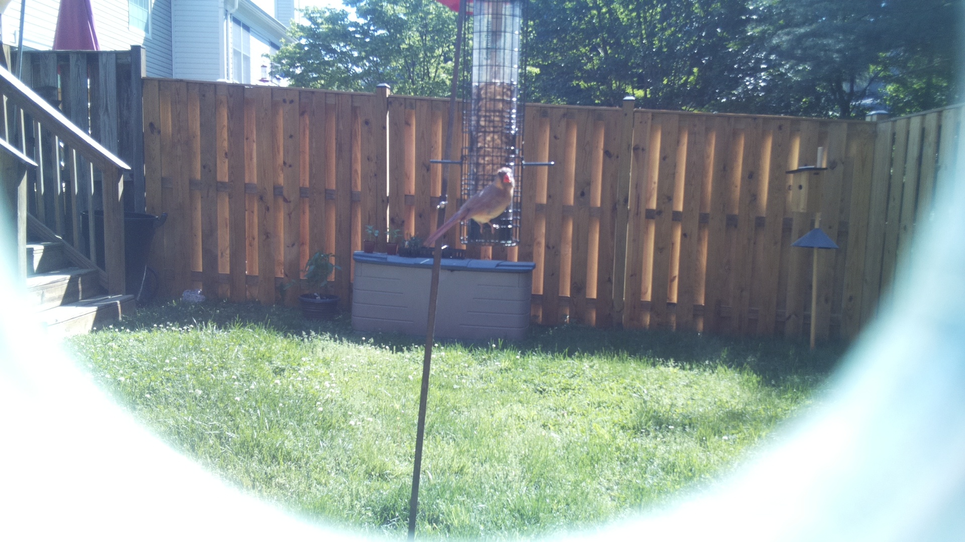 European Goldfinch