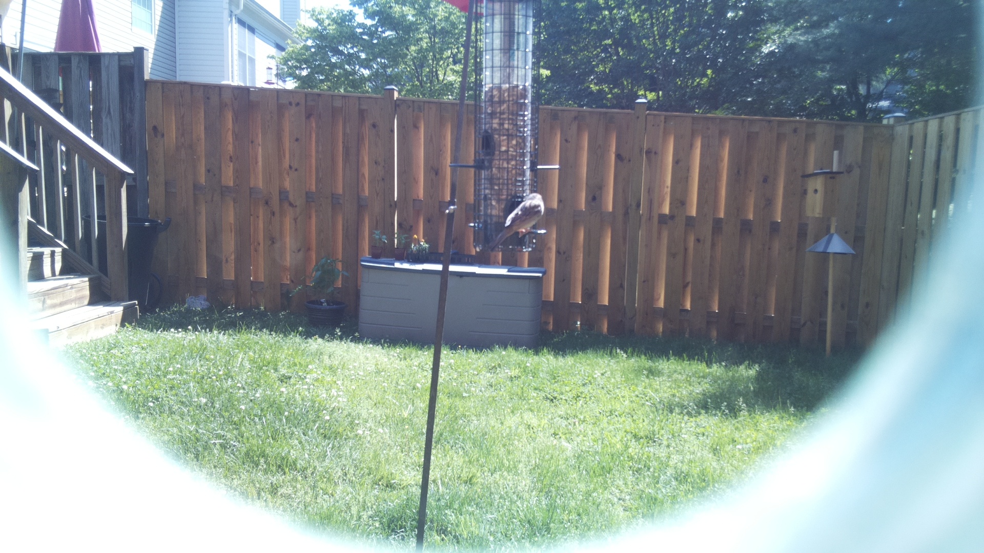 Jacobin Pigeon
