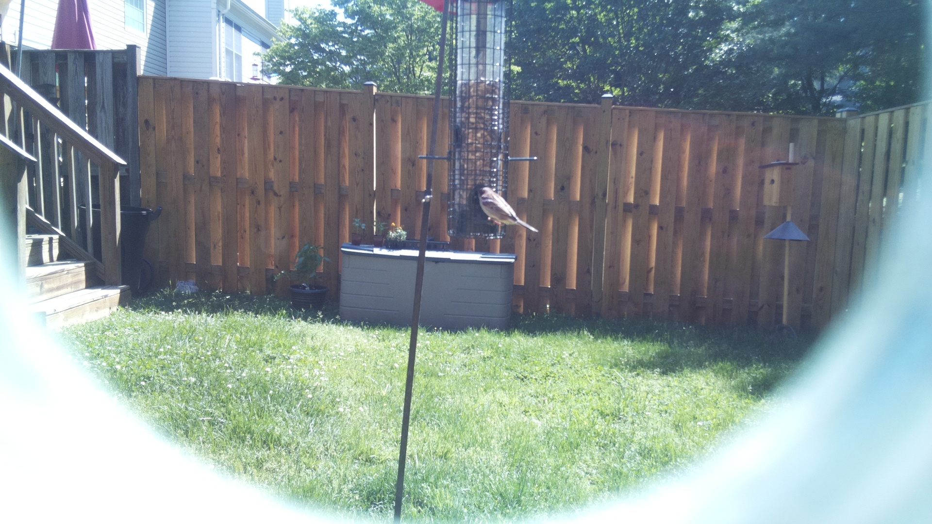Jacobin Pigeon
