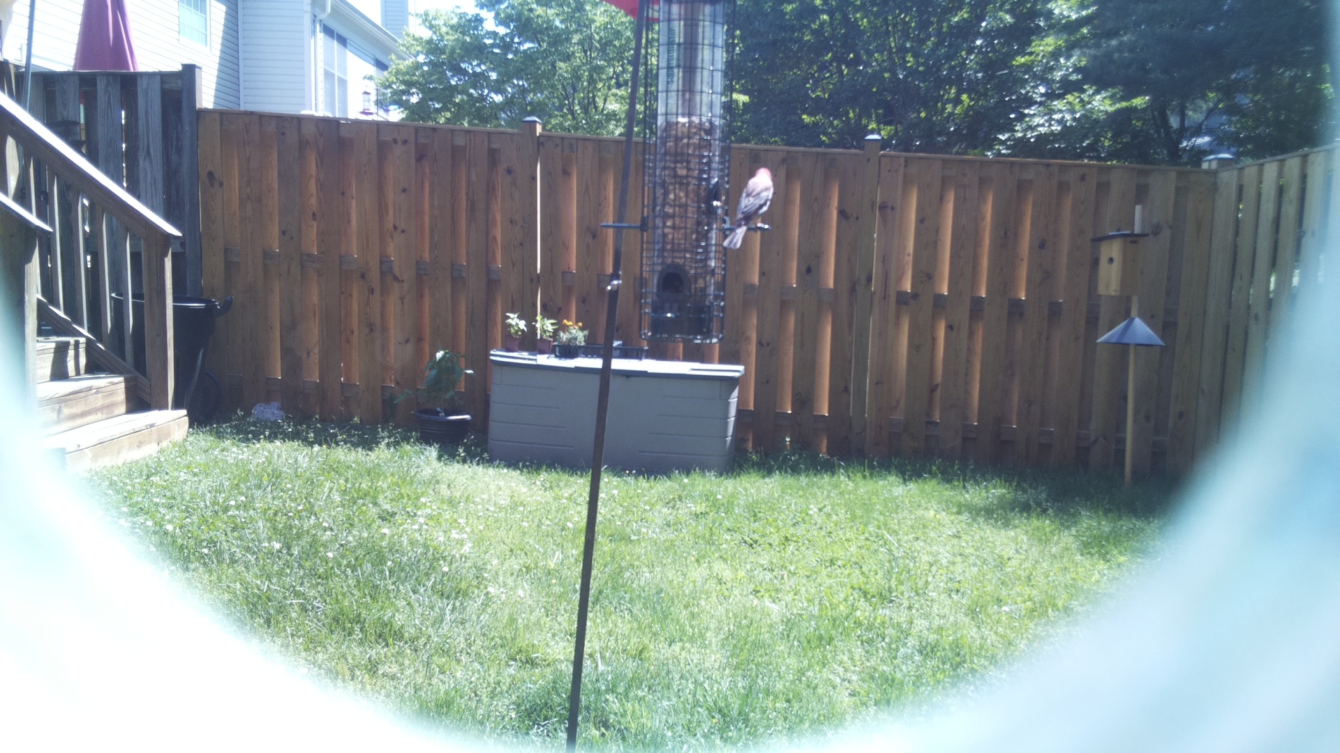 Jacobin Pigeon