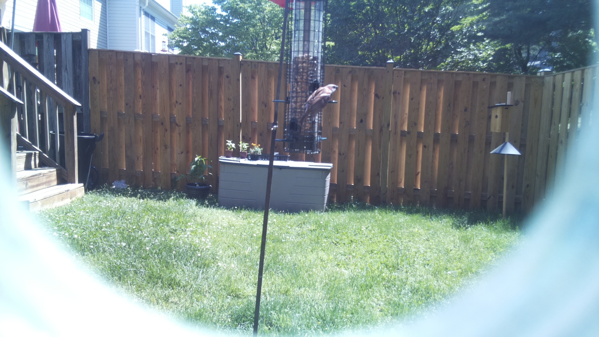 Jacobin Pigeon
