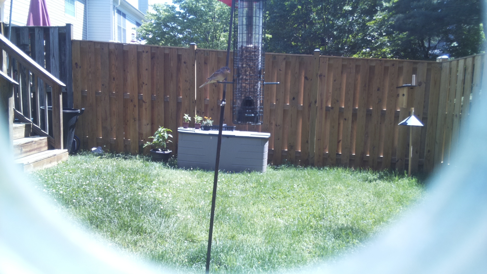 Common House Martin