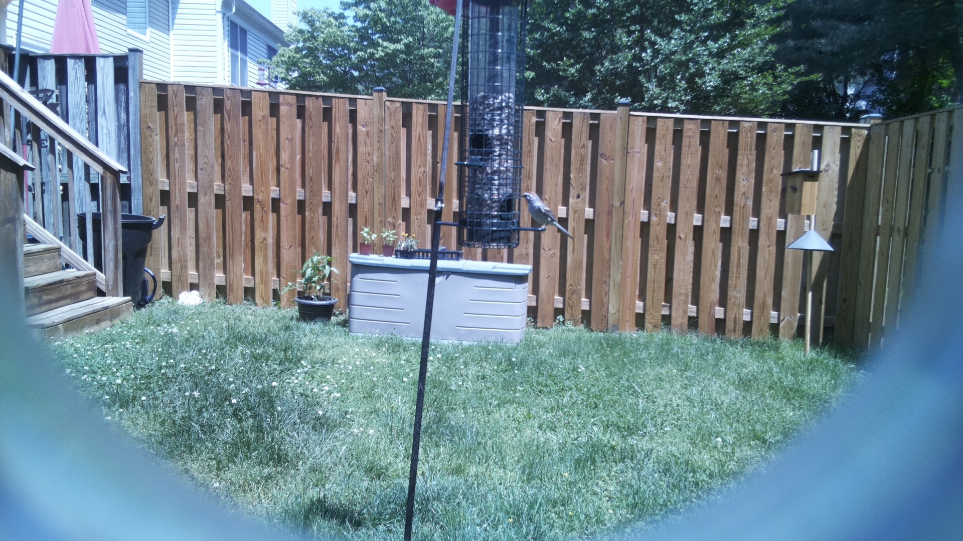 Clarks Nutcracker