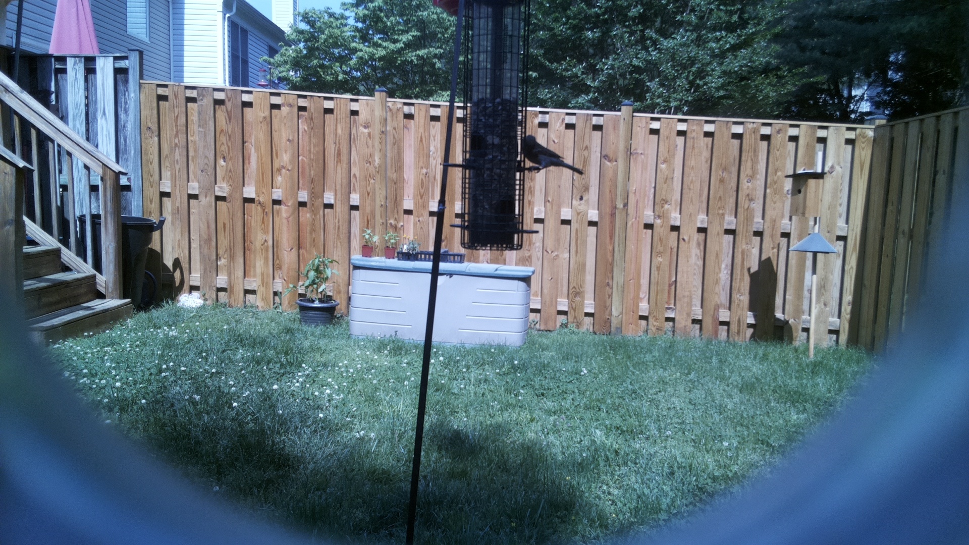 Asian Dollard Bird