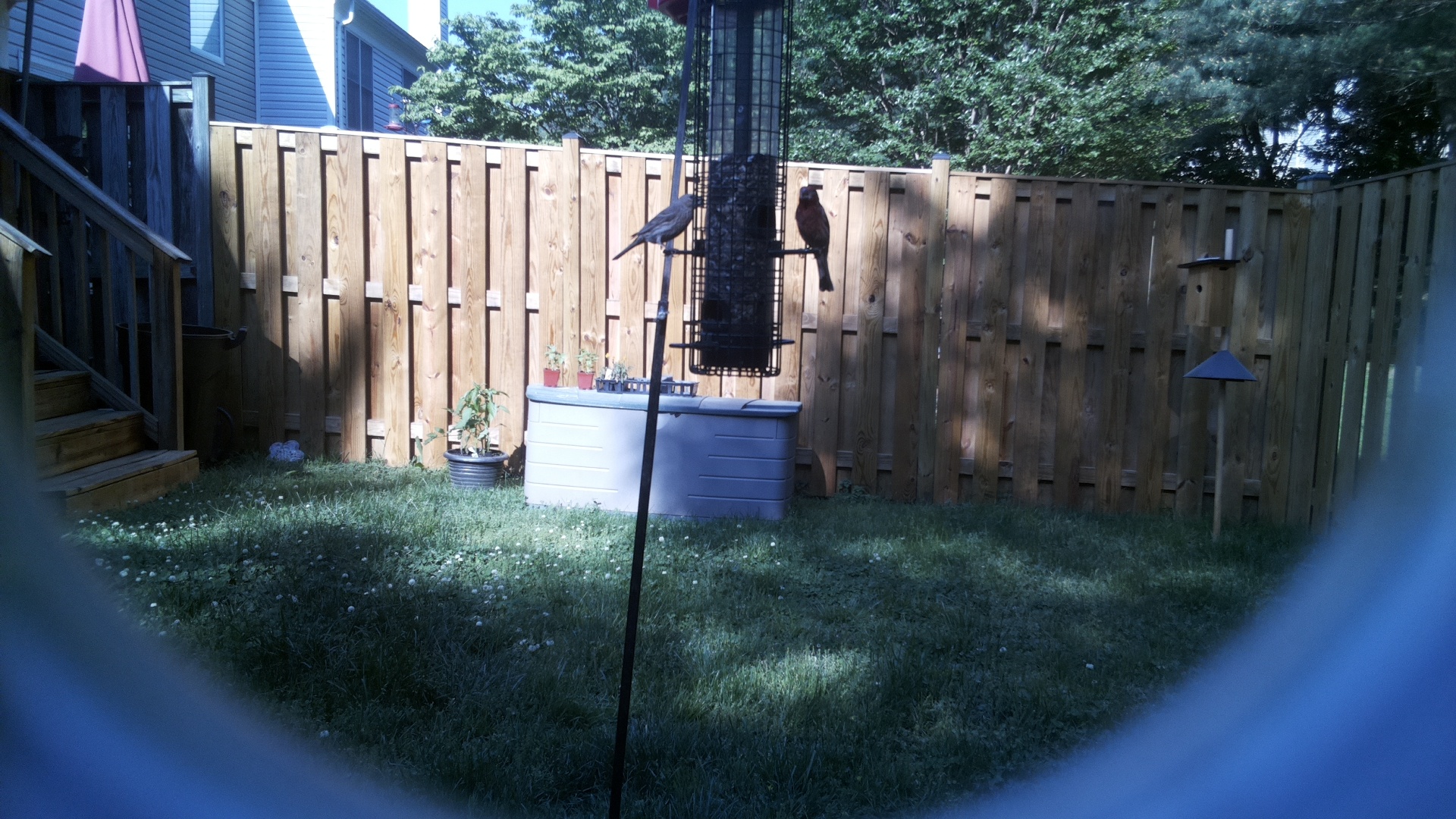 Tricolored Blackbird