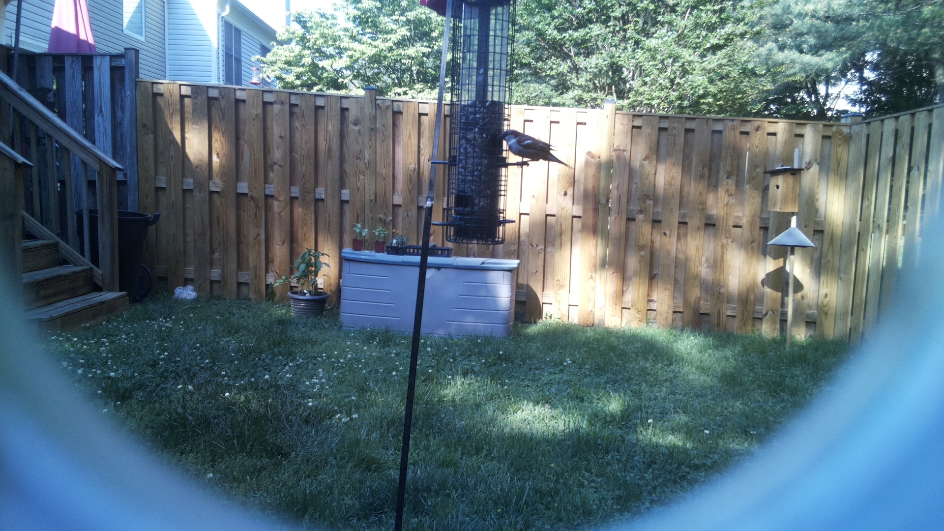 Common Grackle