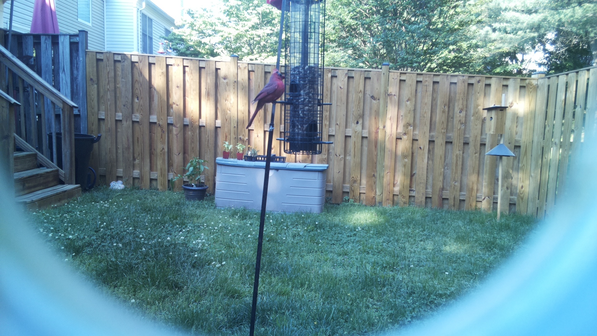 Rose Breasted Cockatoo
