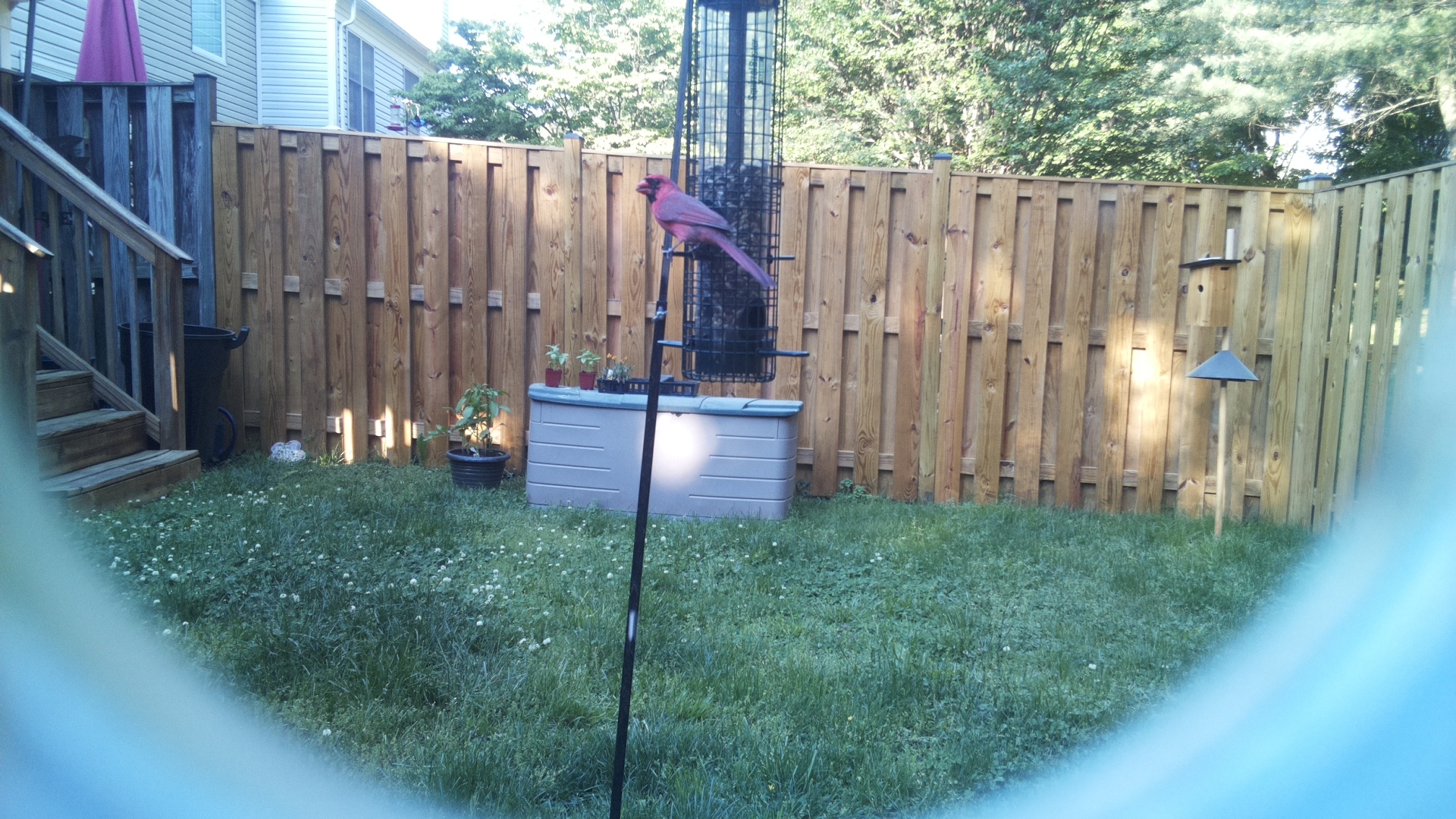Northern Cardinal