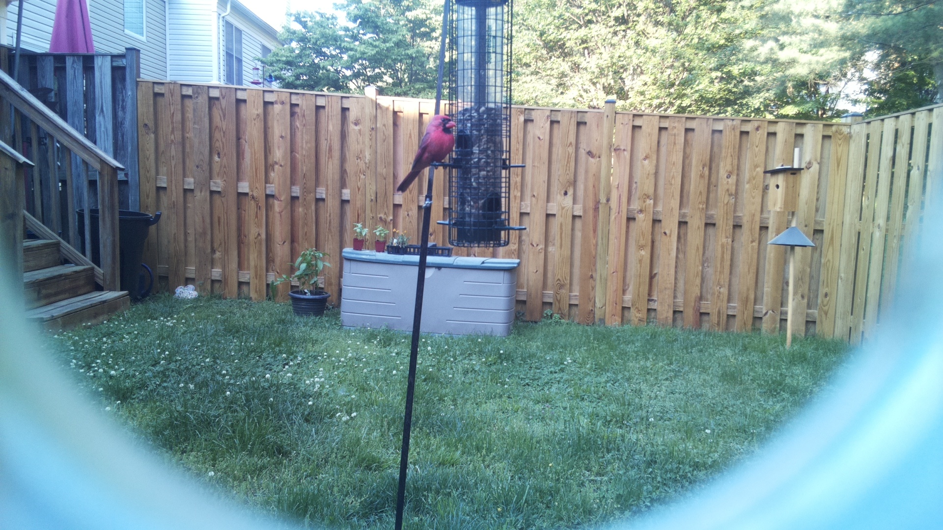 Northern Cardinal