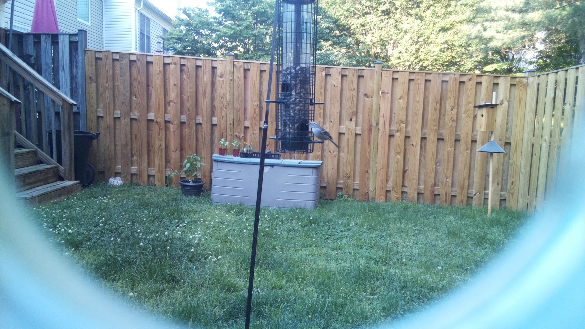 Grey Cuckooshrike