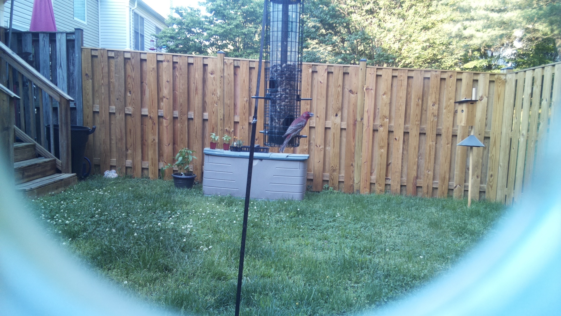 House Finch