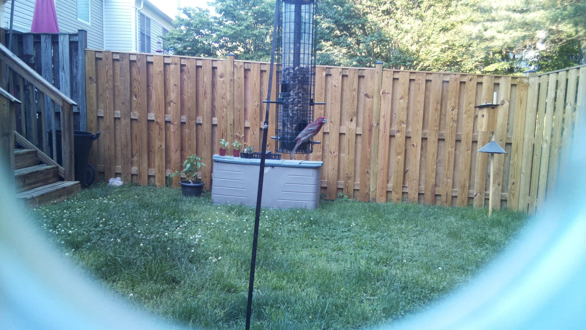 House Finch