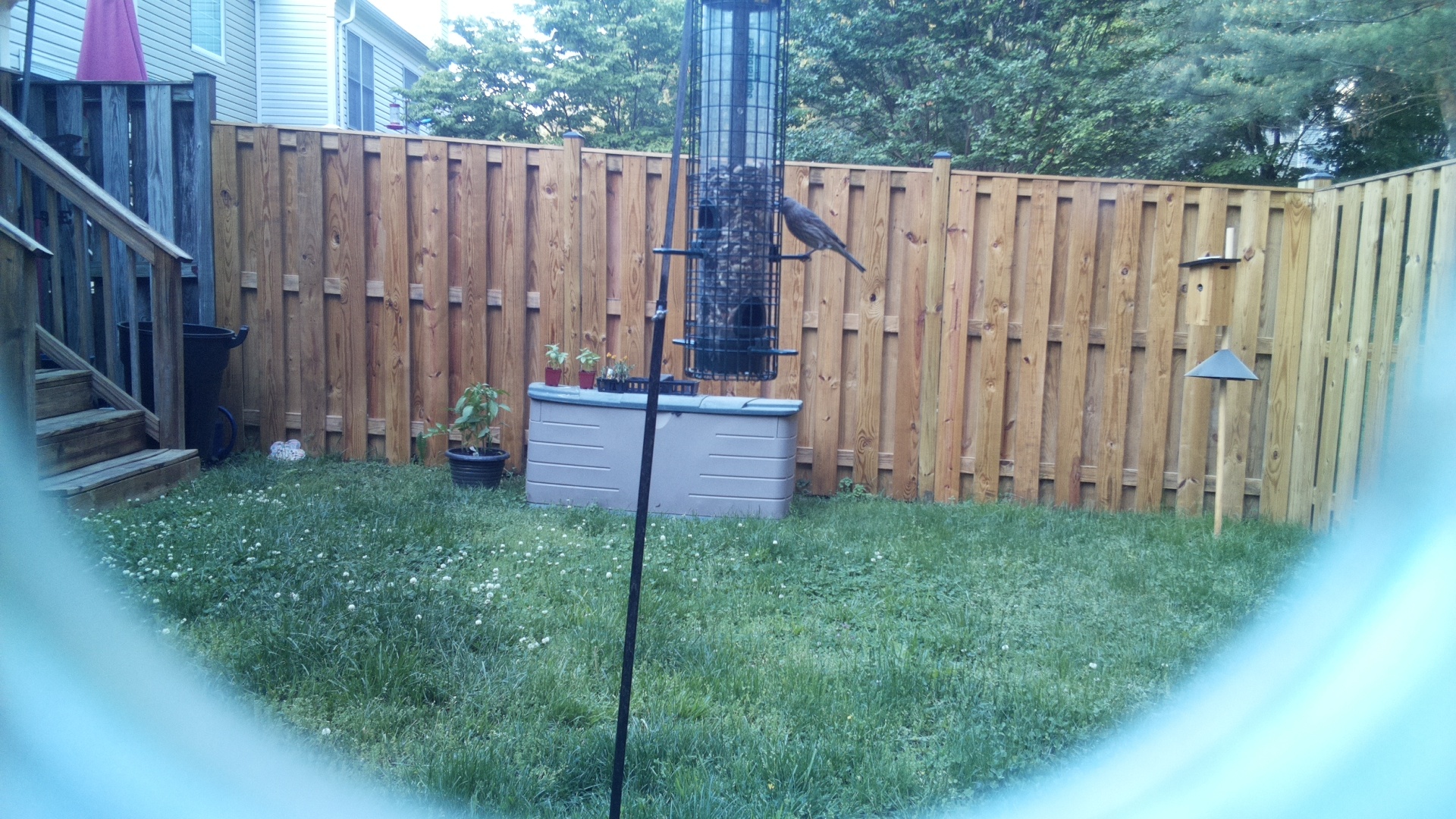 Grey Cuckooshrike
