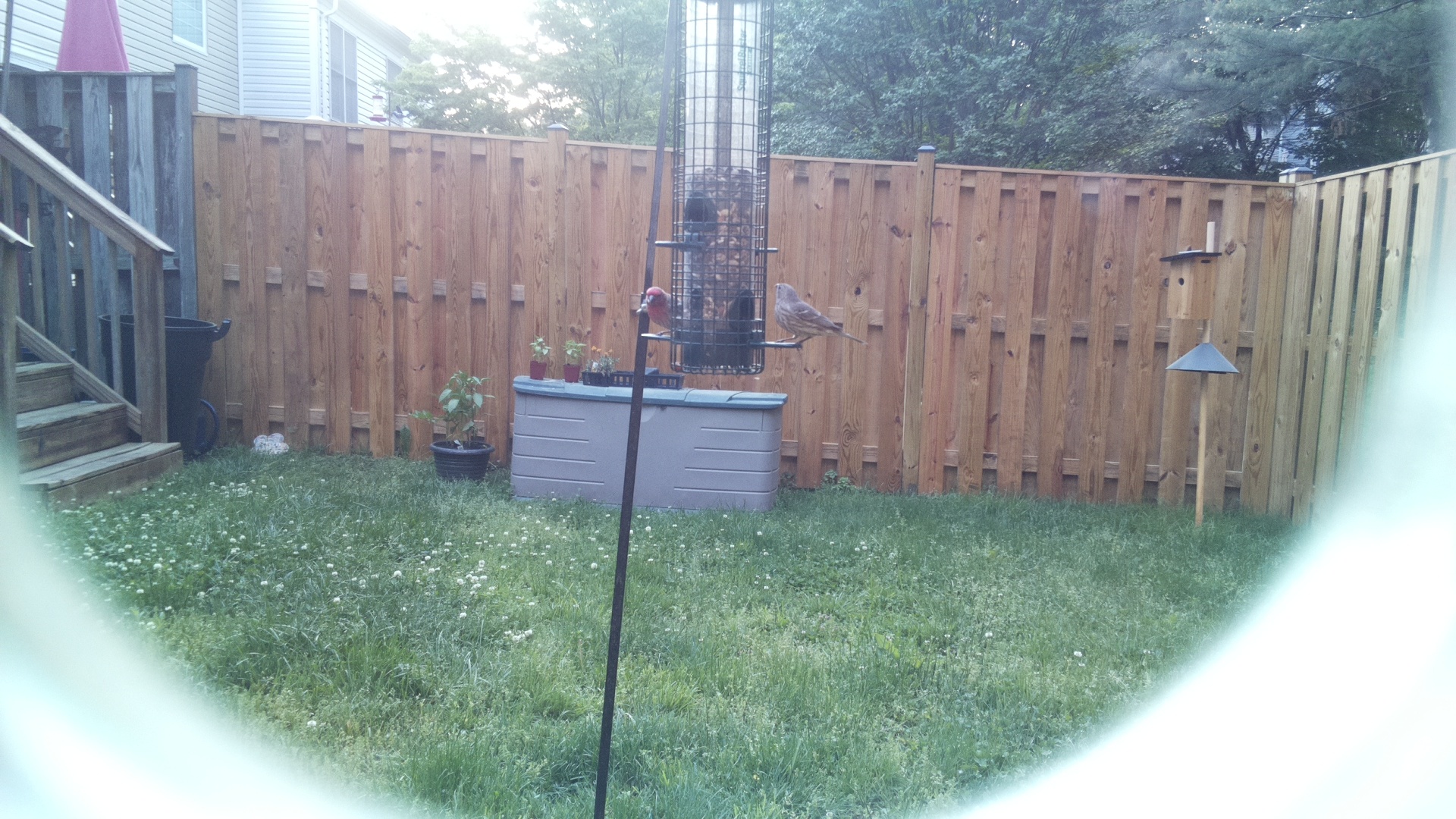 House Finch