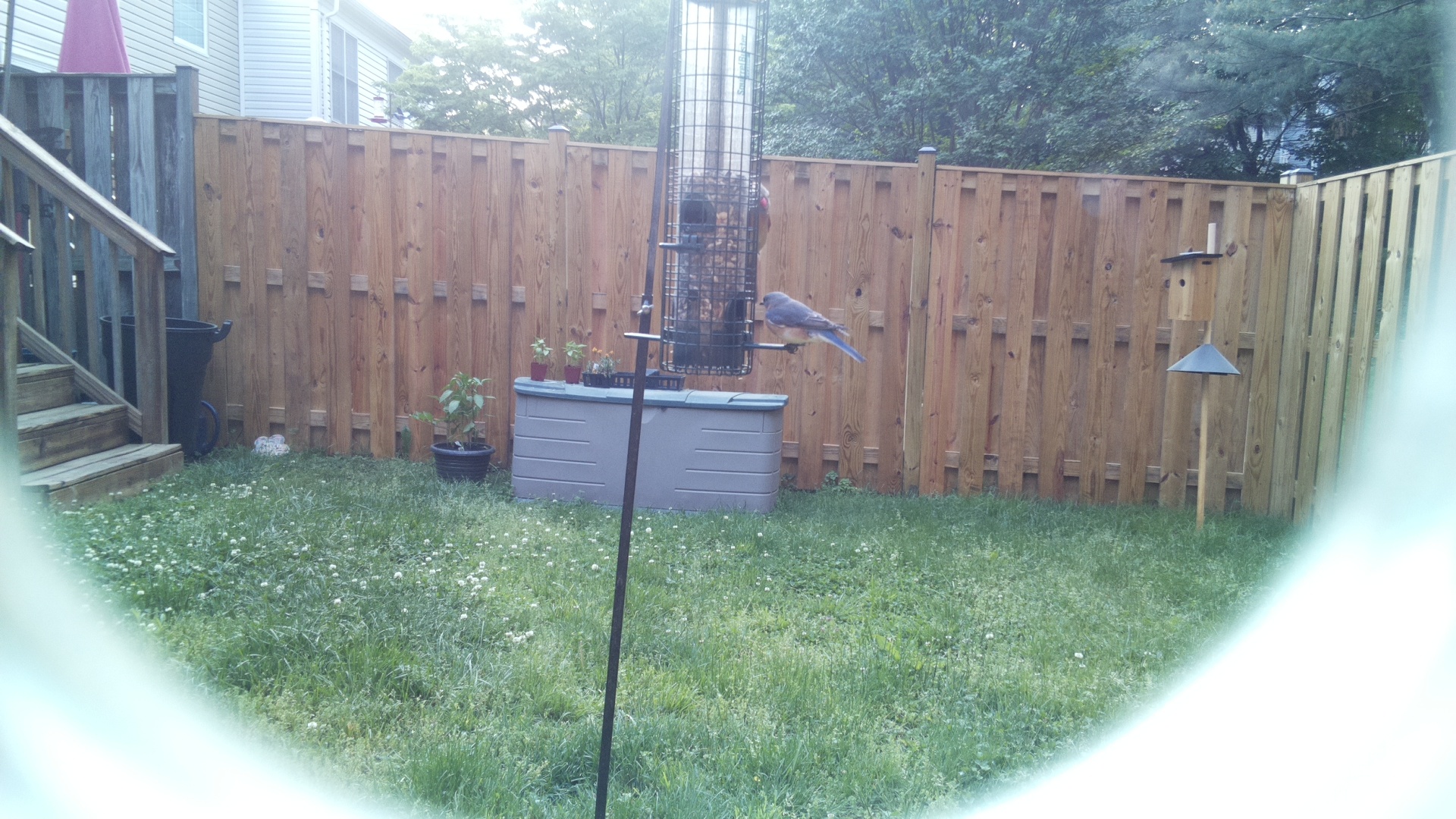 Crested Coua