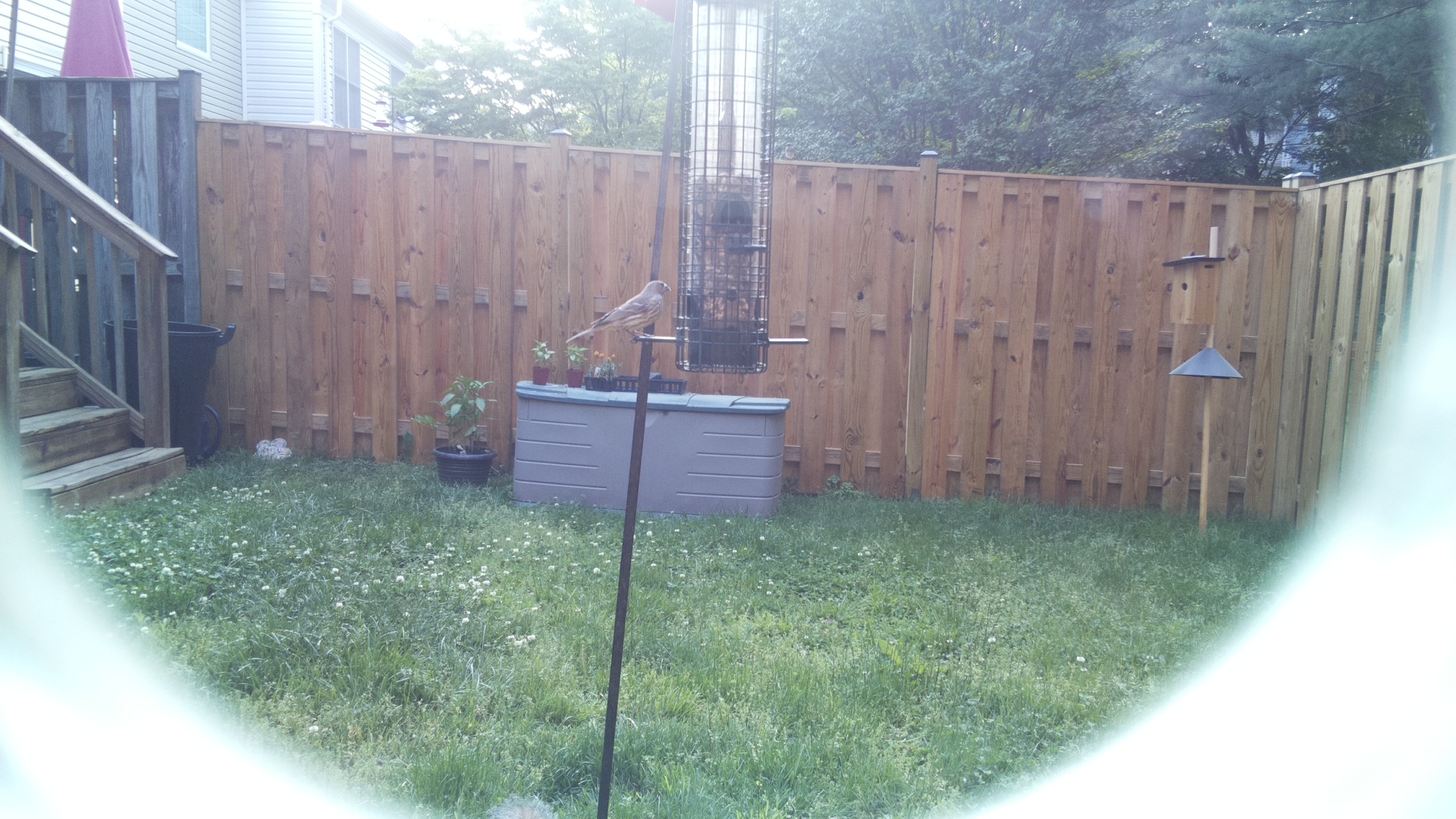 House Finch