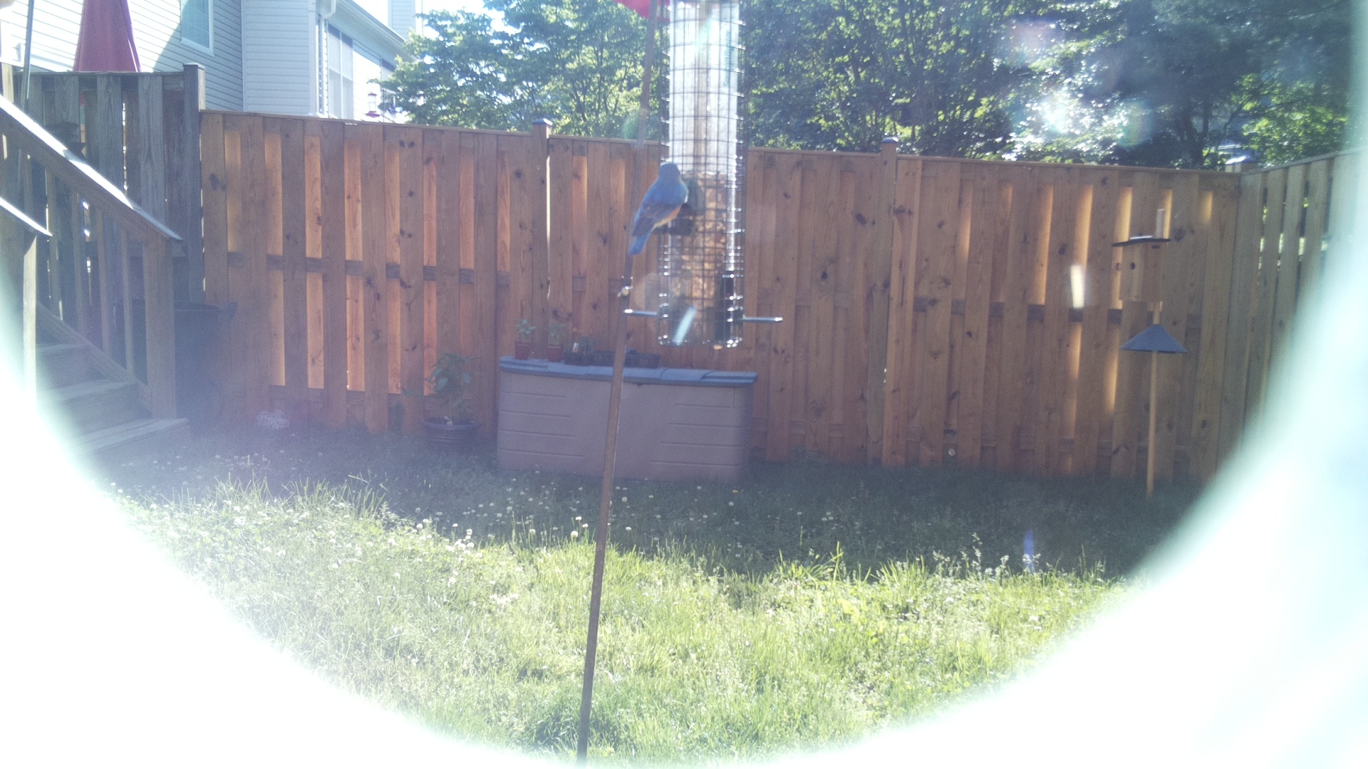 Crested Coua