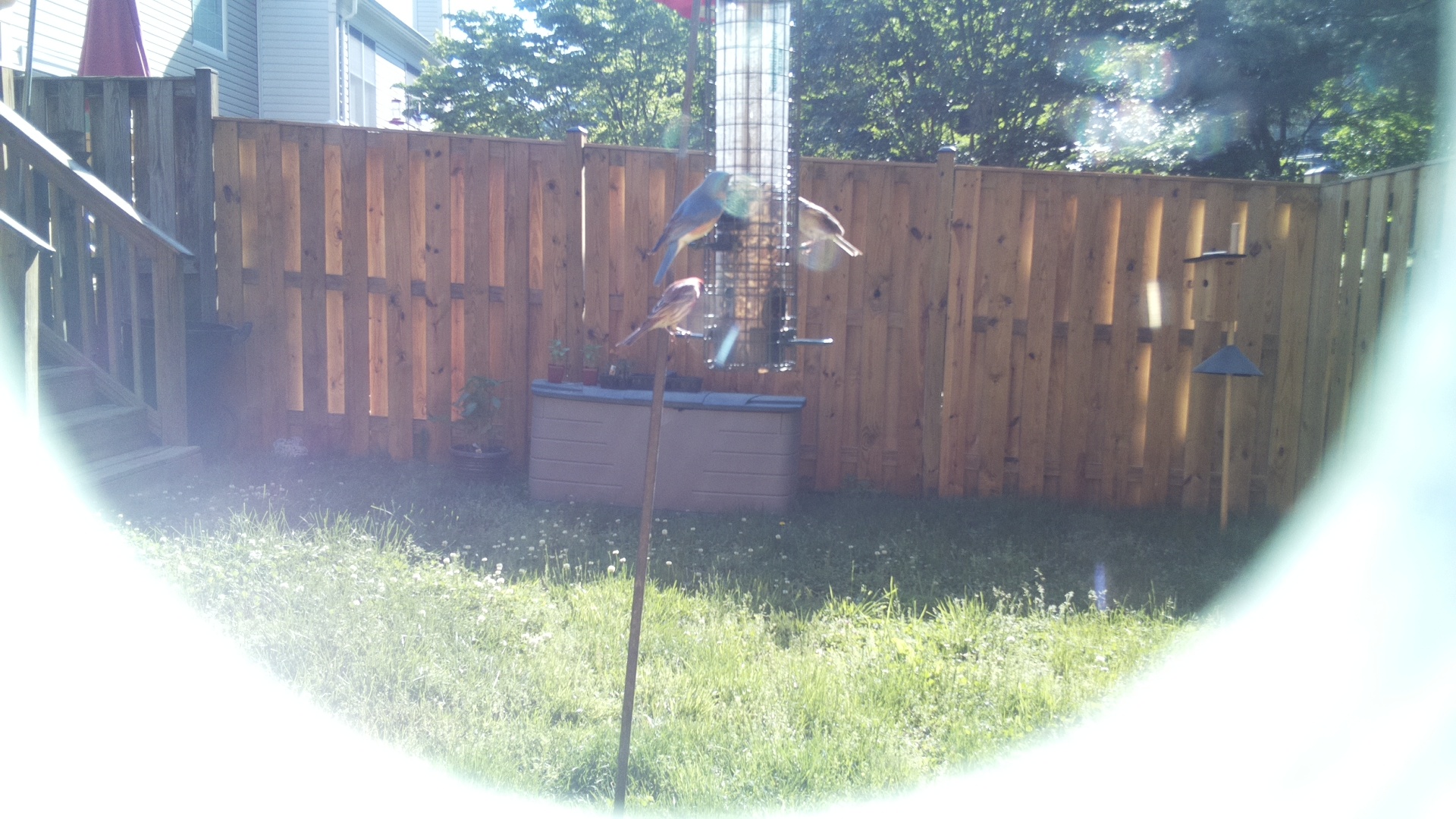 Jacobin Pigeon